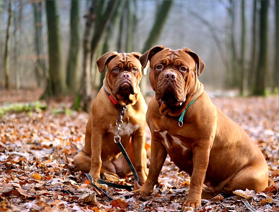 Animal mammal french mastiff