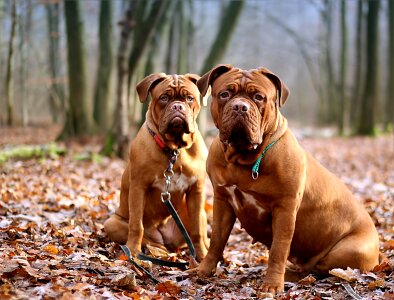 Animal mammal french mastiff photo