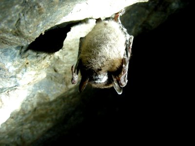Little brown bat affected by White-nose Syndrome photo