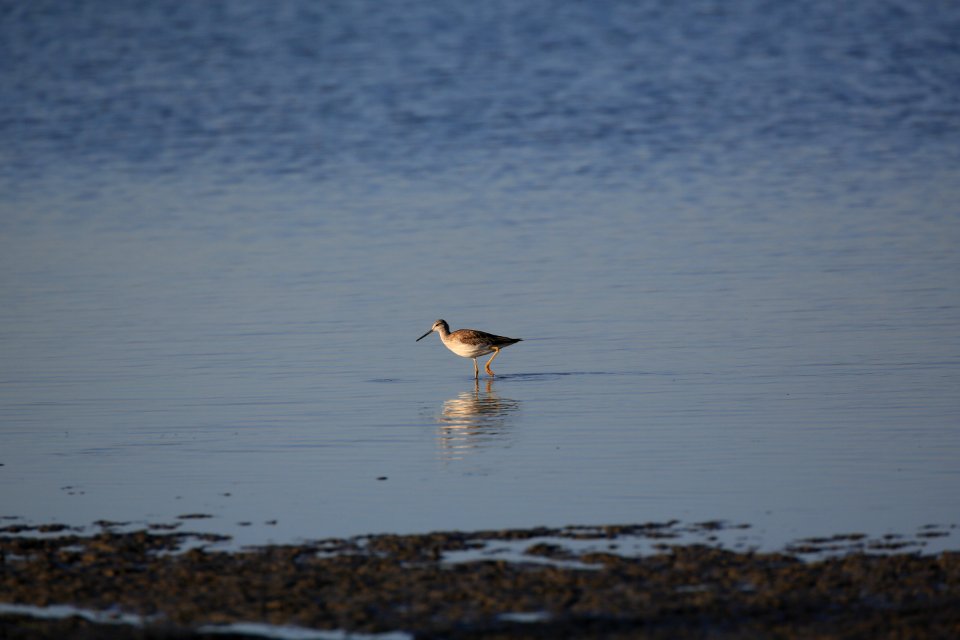 Greater Yellowlegs best Baja Janin Baja in Jan (13)
