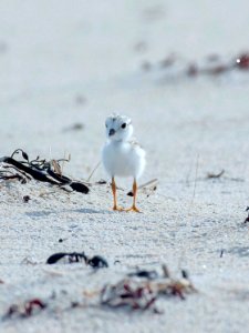 Piping Plover Chick at Sandy Point photo