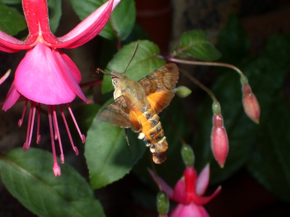 Hummingbird hawk-moth fuchsia