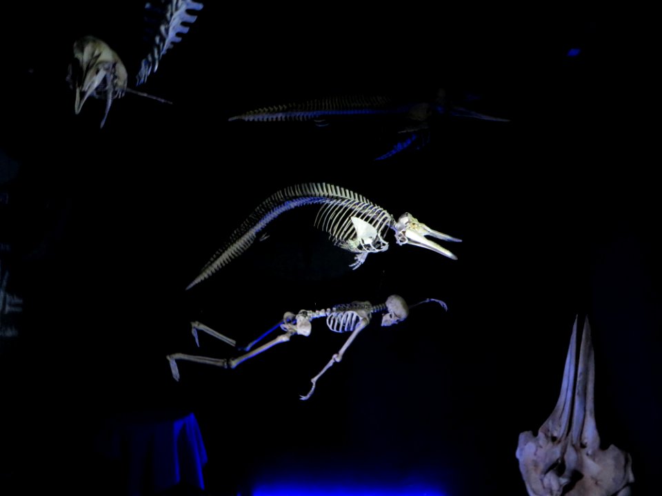 Scenes Whale Museum. La Paz (4)