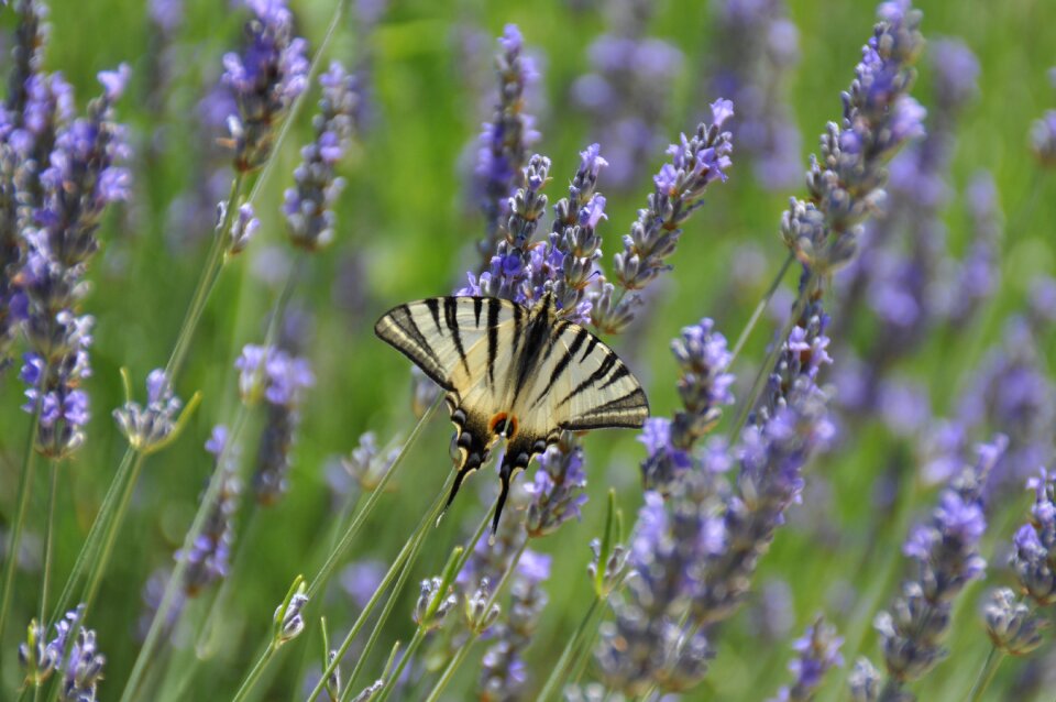 Nature spring flower