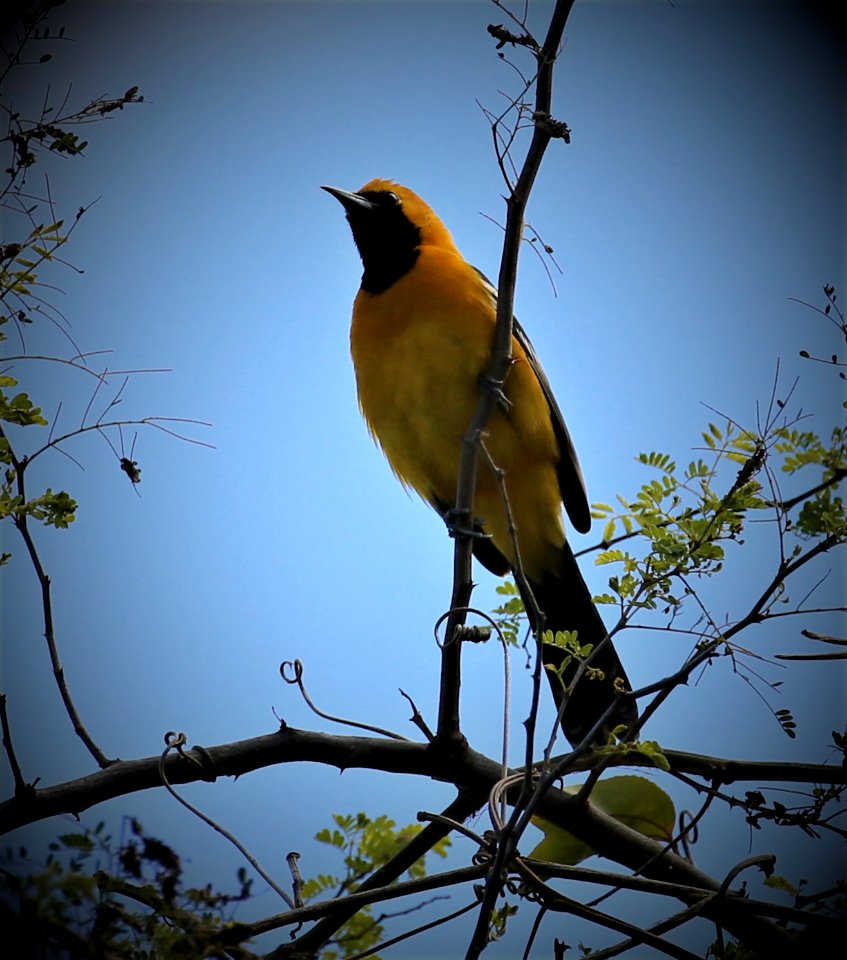Hooded Oriole best  in  Baja in January (2)