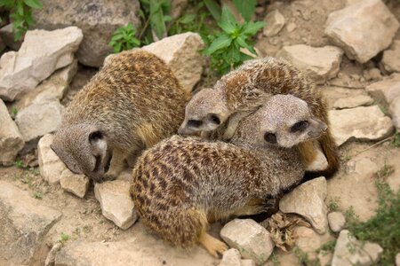 Young animals snuggle group photo