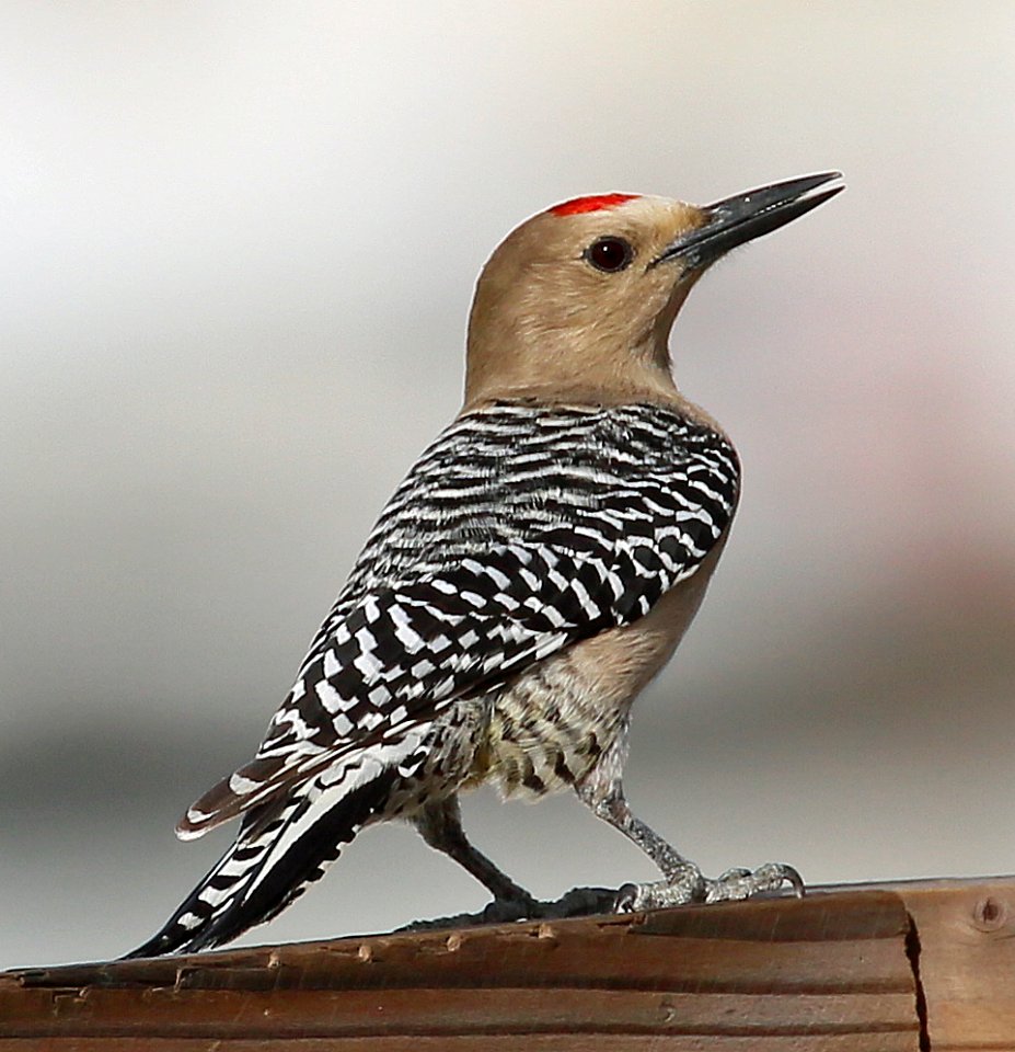 Gila Woodpecker best in Baja in Jan