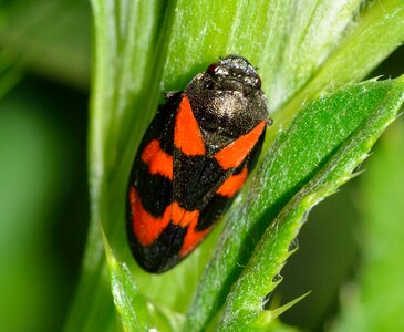 Hemiptera cercopis vulnerata