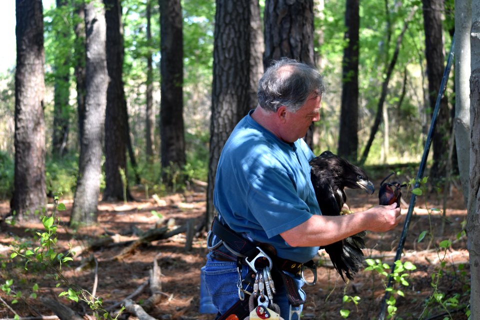 Preparing to return bald eaglet to nest at Eastern Neck National Wildlife Refuge 4/2017