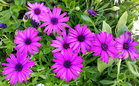 Floral petal blossom photo