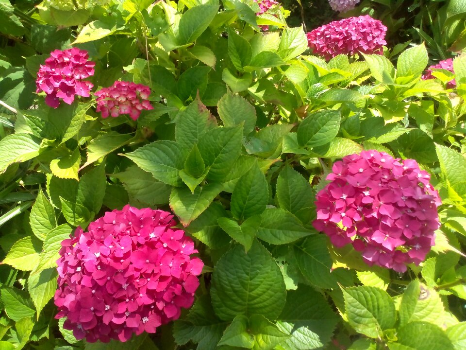 Bush pink nature