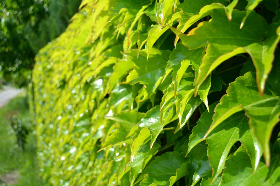 Listie green foliage