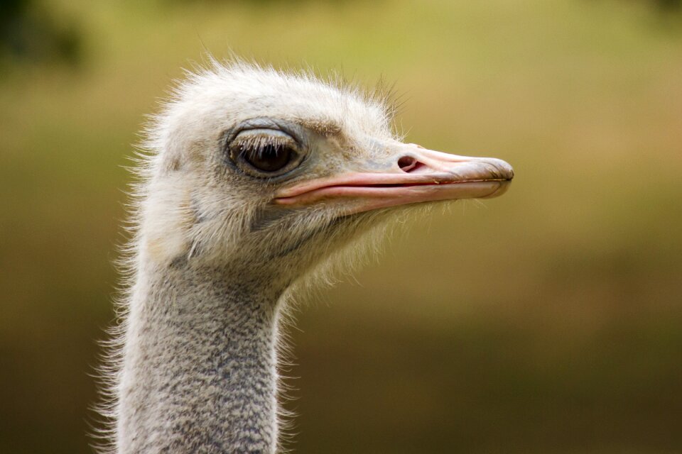 Bill portrait curiosity