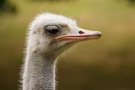 Bill portrait curiosity