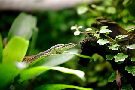 Lézards - Lizards