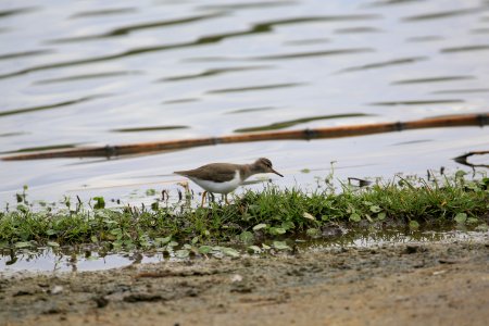 Spotted Sandpiper, best Baja in Januar (1)
