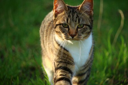 Mackerel young cat pet