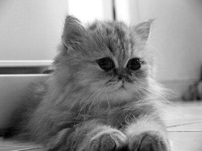 Black and white cat kitten