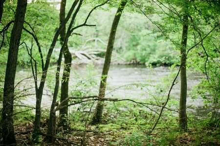 Woods branches nature photo