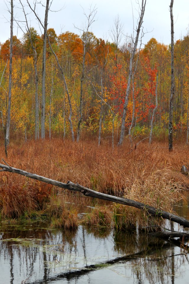 Fall Colors at Stephen Young Marsh