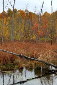 Fall Colors at Stephen Young Marsh