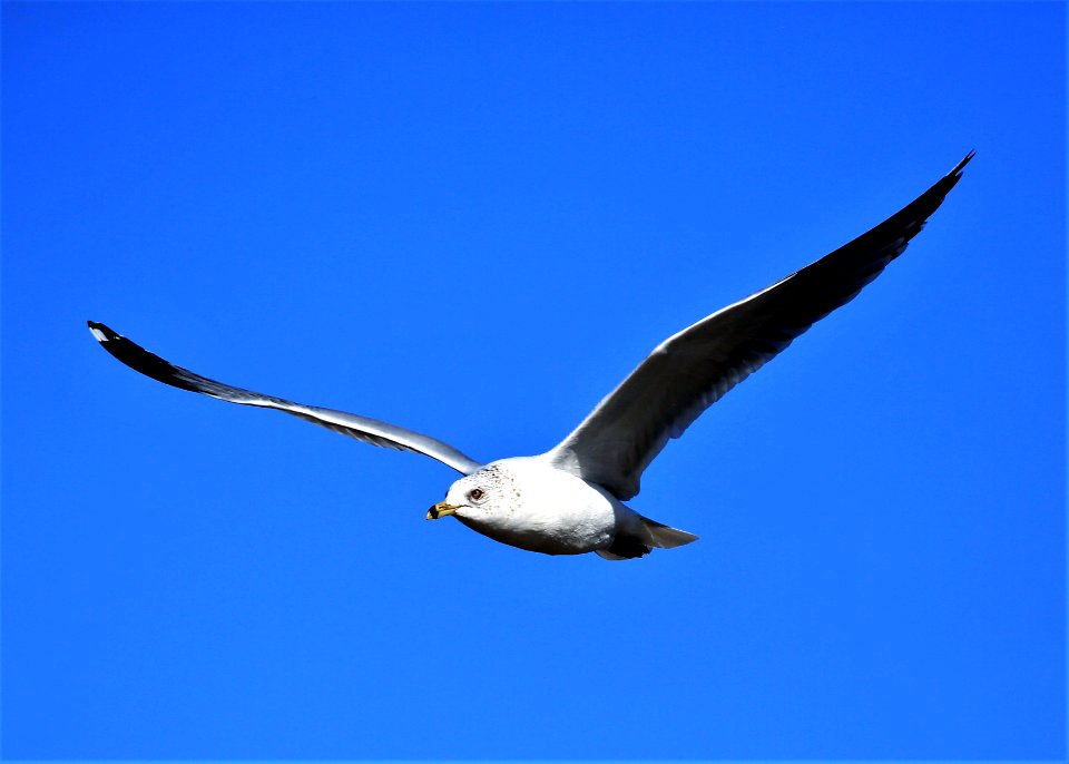 Ring-billed Gull best Baja Jan
