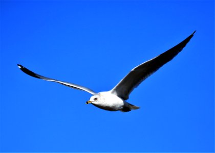 Ring-billed Gull best Baja Jan