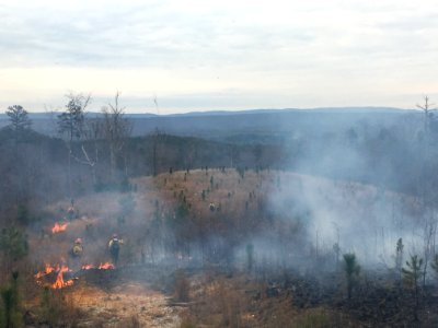 Controlled burn to restore mountain longleaf pine in northwest Georgia - 170317-FS-Chattahoochee-Oconee-SB-020