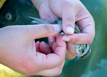 Banded saltmarsh sparrow