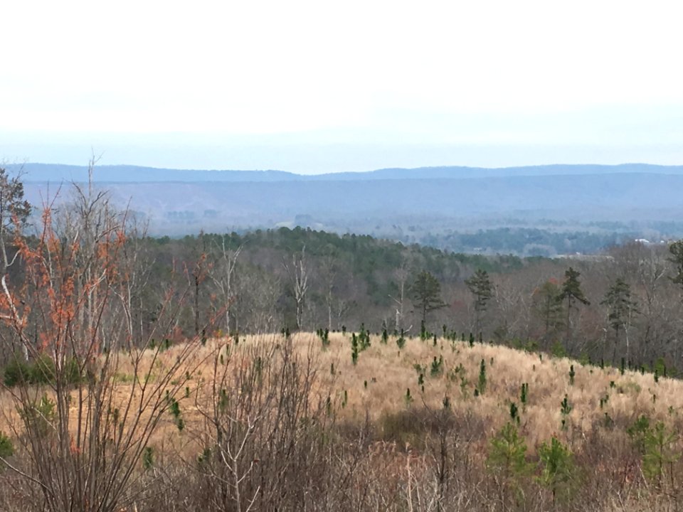Controlled burn to restore mountain longleaf pine in northwest Georgia - 170317-FS-Chattahoochee-Oconee-SB-072