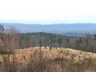 Controlled burn to restore mountain longleaf pine in northwest Georgia - 170317-FS-Chattahoochee-Oconee-SB-072