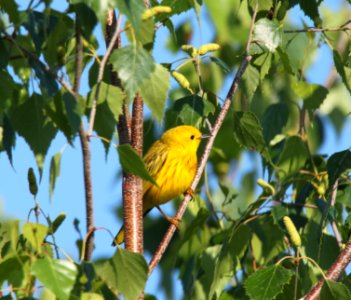 yellow warbler