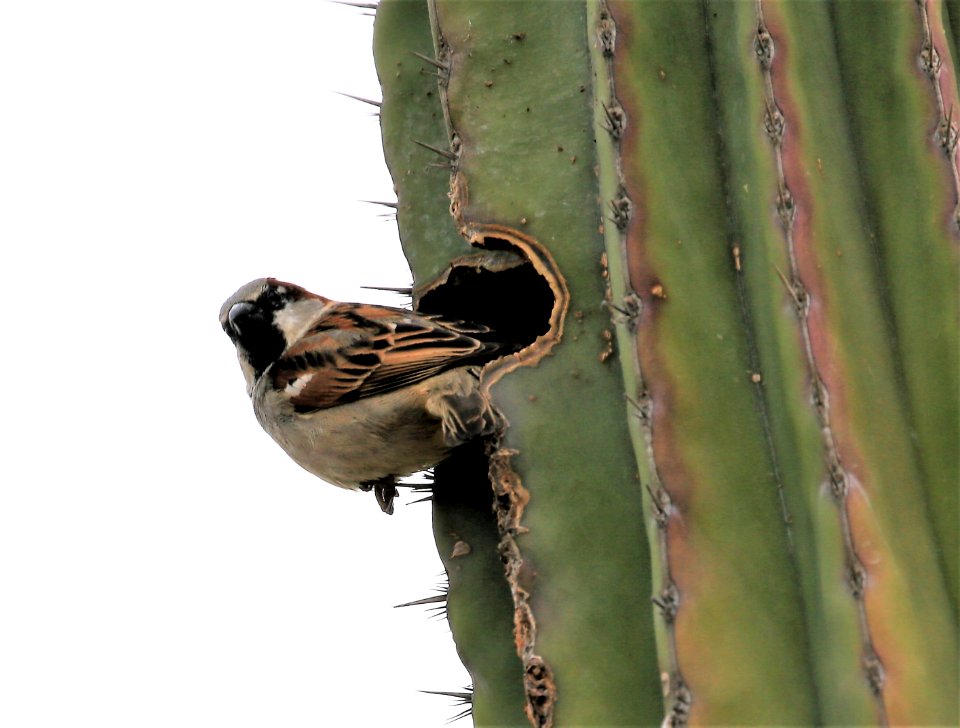 House Sparrow in cactus hole best  Jan in Baja (1)