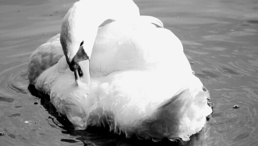 White water elegant