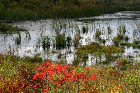 Fall Scene at Great Bay NWR