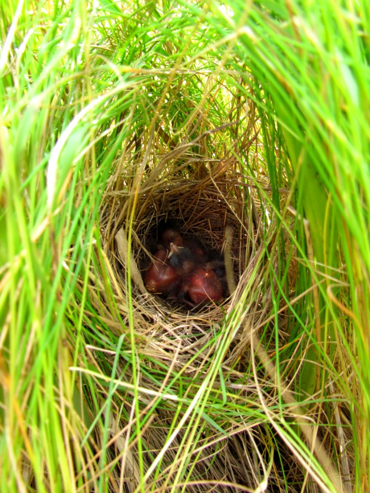Saltmarsh sparrow nest