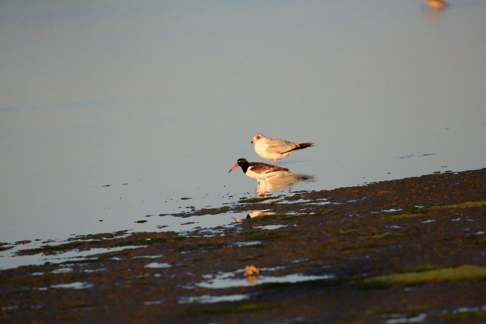 American Oystercatcher tagged best in Baja (2)