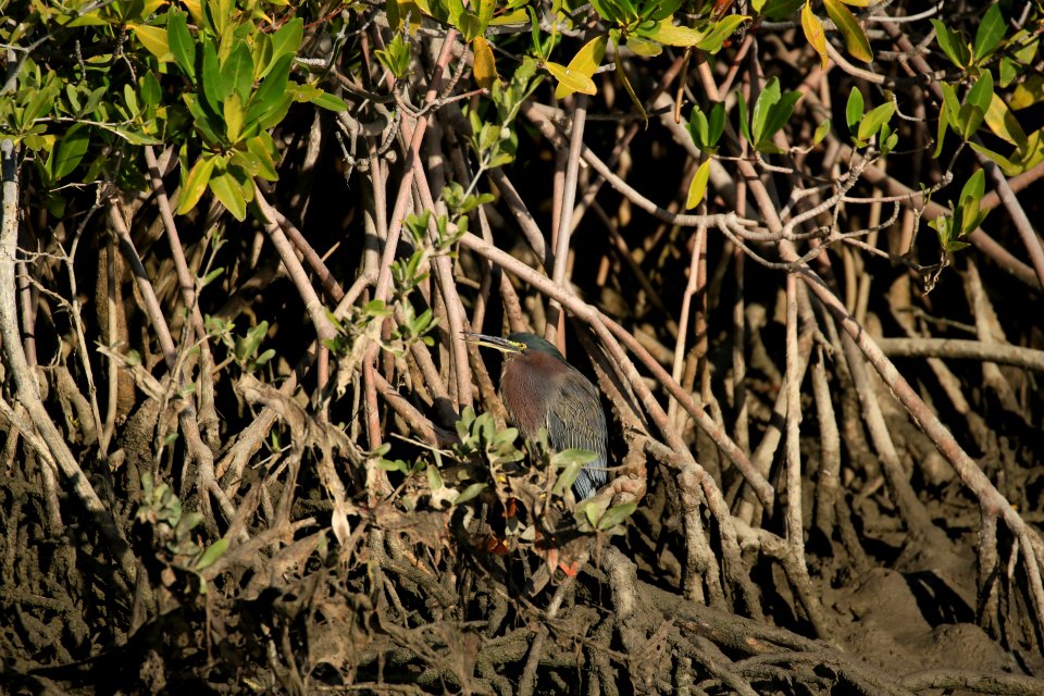 Green Heron best Baja Jan