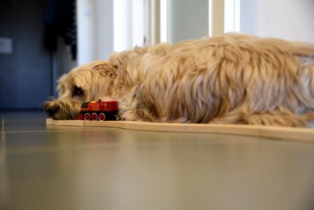 Tashi, Tibetan terrier