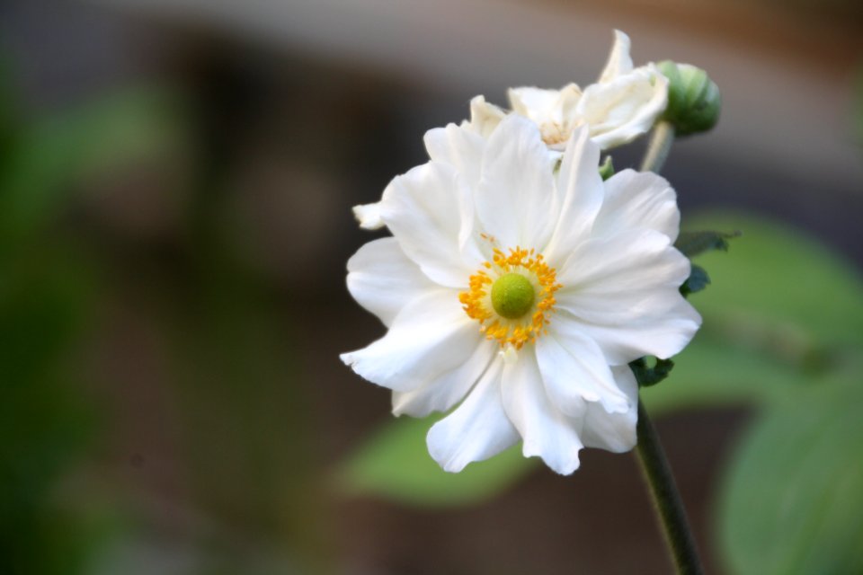 Flor, flors