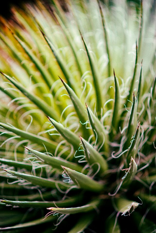 Botanical flora gardening