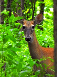 White-tailed Deer photo