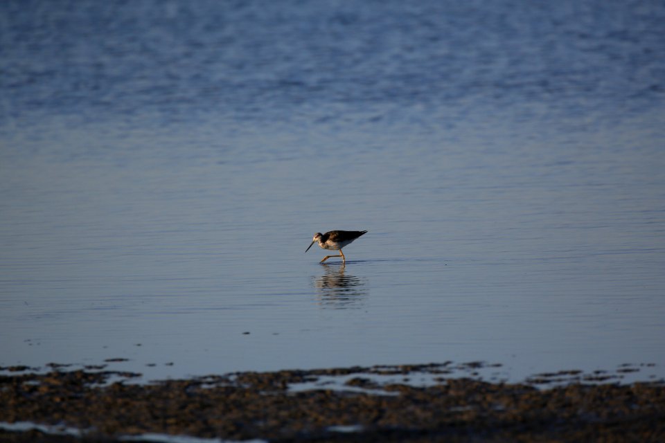 Greater Yellowlegs best Baja Janin Baja in Jan (12)