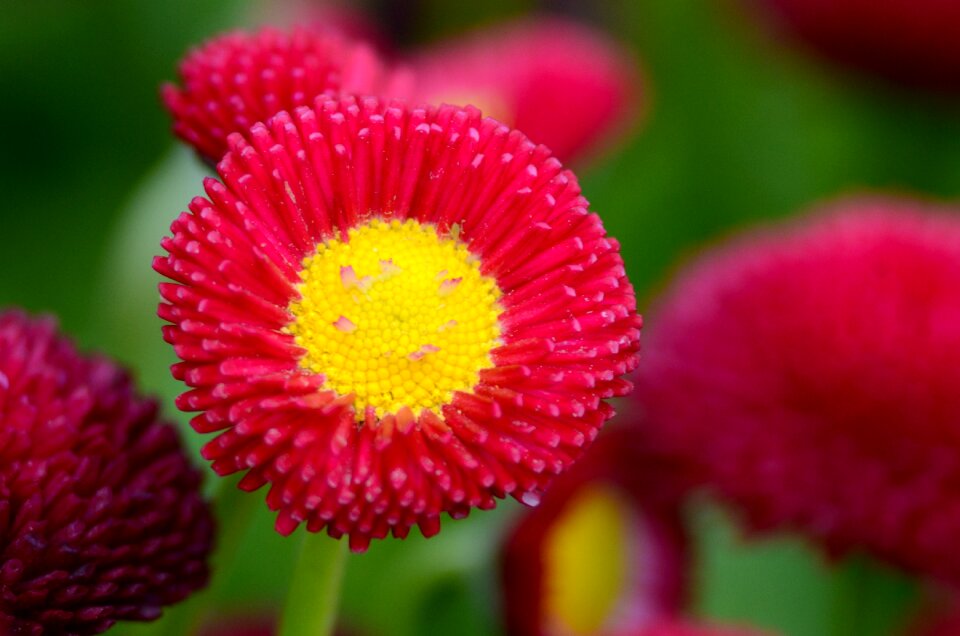 Red yellow nature