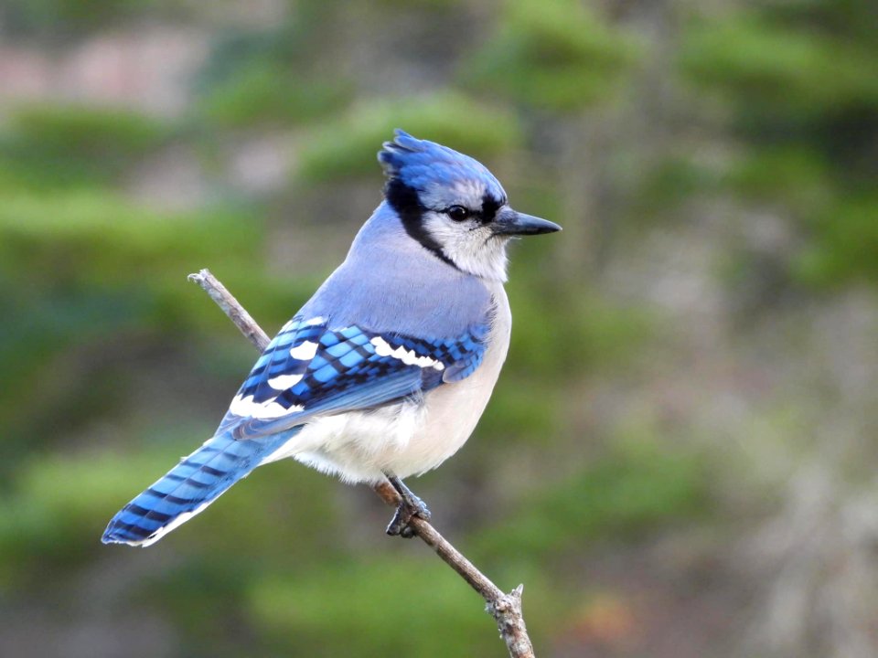 Blue Jay at Moosehorn National Wildlife Refuge