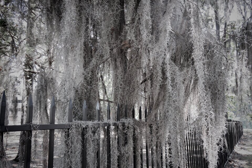 Nature southern hanging moss