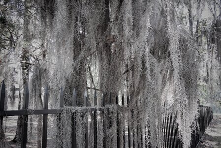 Nature southern hanging moss