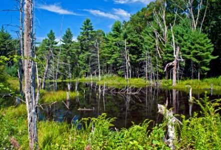 Beaver pond