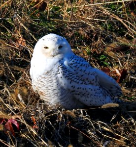Snowy Owl 2019