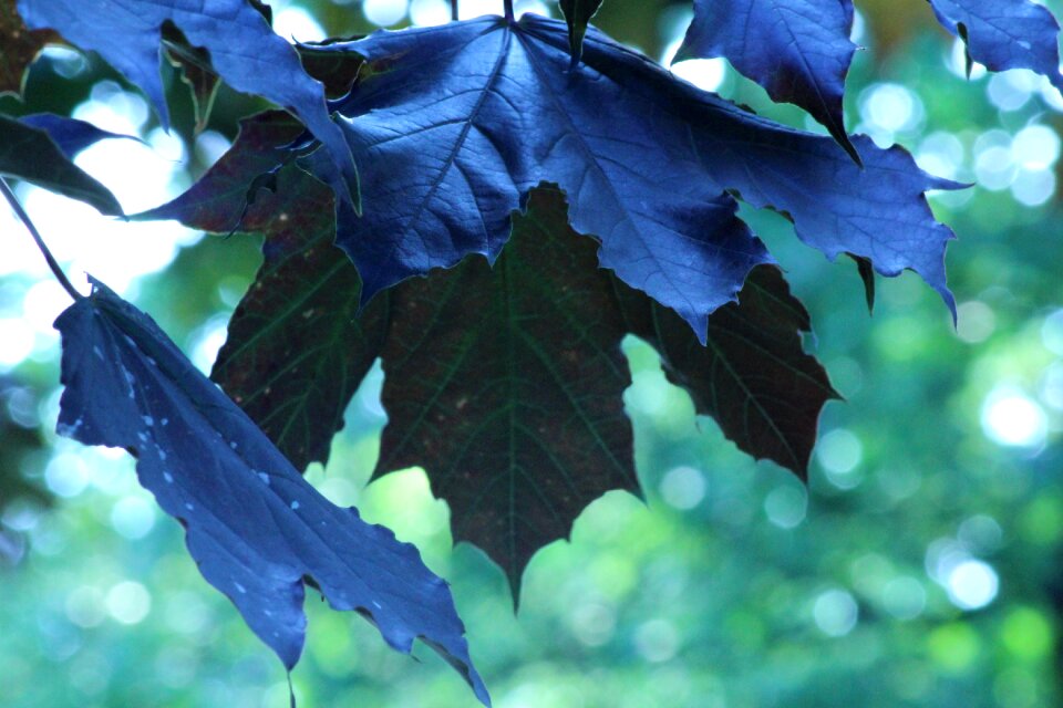 Leaves good morning maple leaf